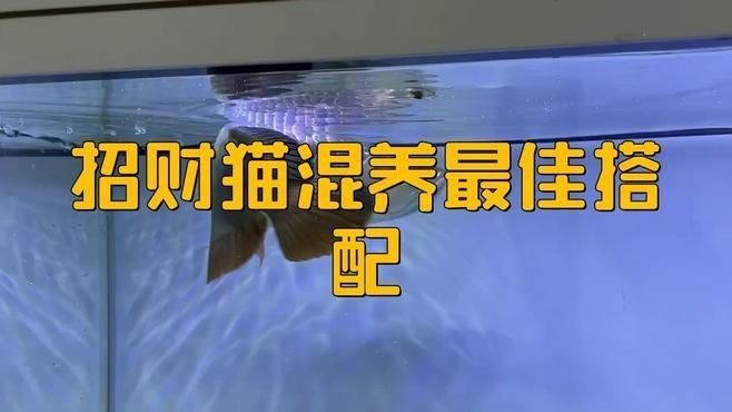 招財貓魚和什么魚混養好，招財貓魚混養指南，這幾種魚類可與其和諧共處！