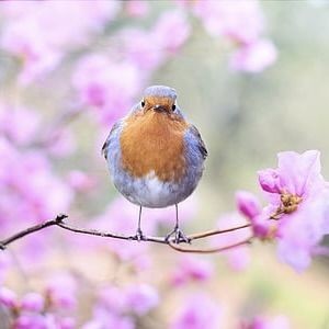 紅龍魚品種價(jià)格一覽表，紅龍魚品種價(jià)格全解析，最新市場(chǎng)