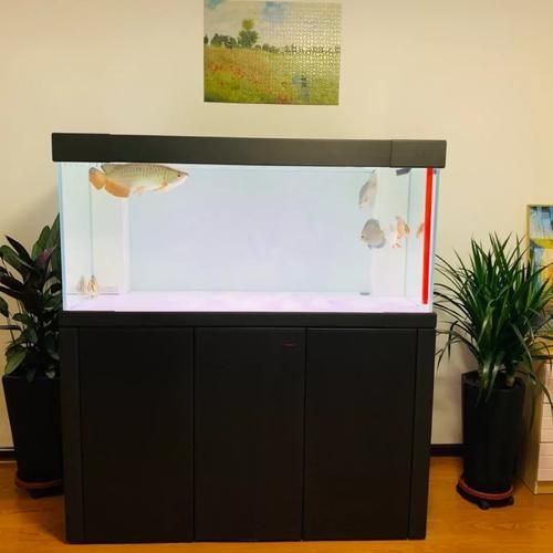 久鼎魚缸圖片，久鼎魚缸高清實(shí)