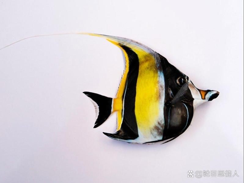 海和尚魚最漂亮的一張照片，驚艷鏡頭！海和尚魚絕美姿態高清影像定格