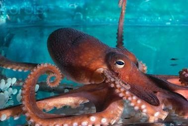 海和尚魚最漂亮的一張照片，驚艷鏡頭！海和尚魚絕美姿態高清影像定格