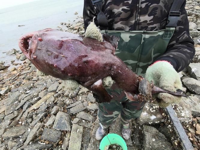 海和尚魚最漂亮的一張照片，驚艷鏡頭！海和尚魚絕美姿態高清影像定格