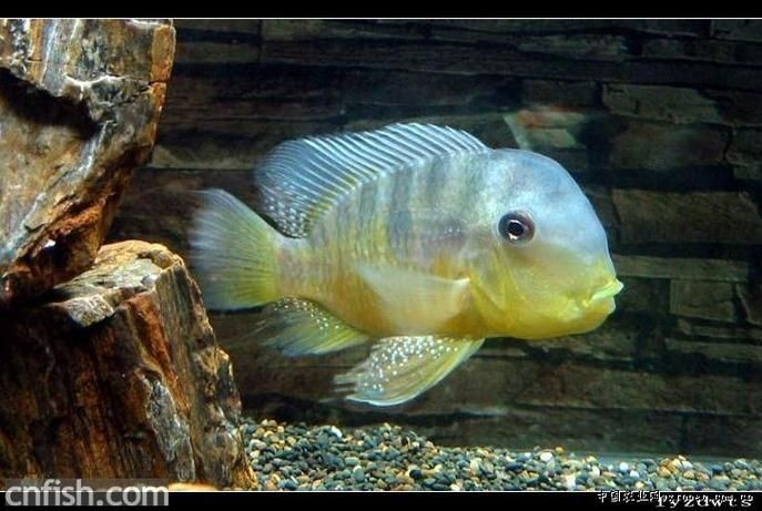 海和尚魚最漂亮的一張照片，驚艷鏡頭！海和尚魚絕美姿態高清影像定格