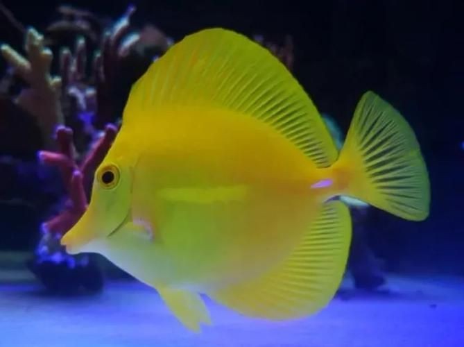 海和尚魚最漂亮的一張照片，驚艷鏡頭！海和尚魚絕美姿態高清影像定格