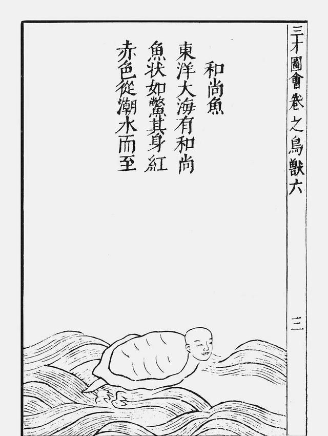 海和尚是種什么生物，揭秘海和尚的真實身份，它究竟屬于何種海洋生物