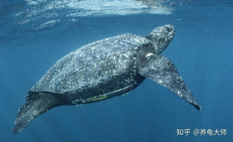 海和尚是種什么生物，揭秘海和尚的真實身份，它究竟屬于何種海洋生物