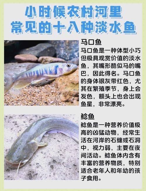 龍魚腮部疾病治療后的護理步驟，魚腮部疾病治療后的護理至關重要，以確保龍魚快速恢復并避免復發