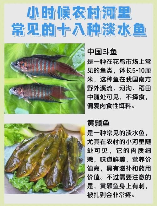 河里小魚品種圖片大全，超全圖鑒河里常見小魚