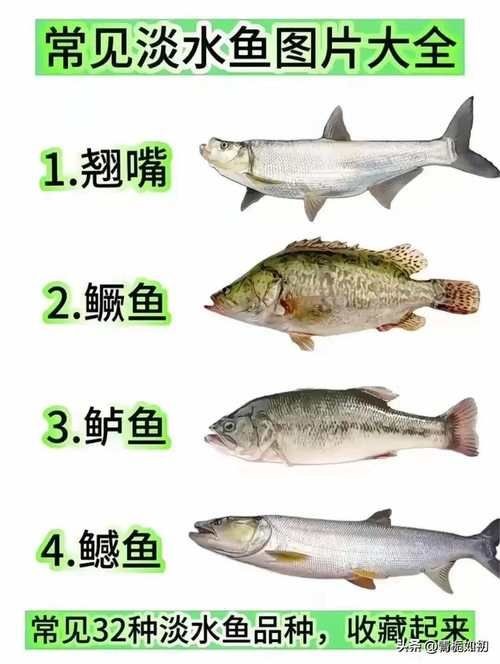 河里小魚品種圖片大全，超全圖鑒河里常見小魚