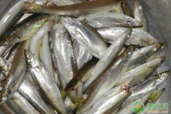 河里小魚品種圖片大全，超全圖鑒河里常見小魚