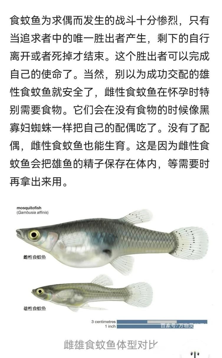 河里小魚品種圖片大全，超全圖鑒河里常見小魚