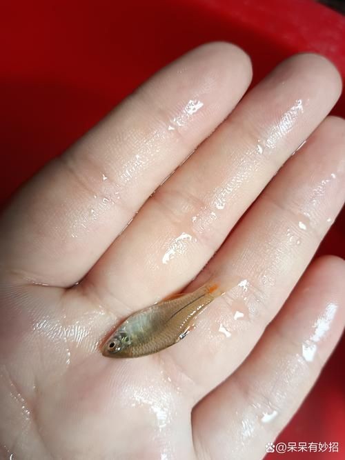 河里小魚品種圖片大全，超全圖鑒河里常見小魚
