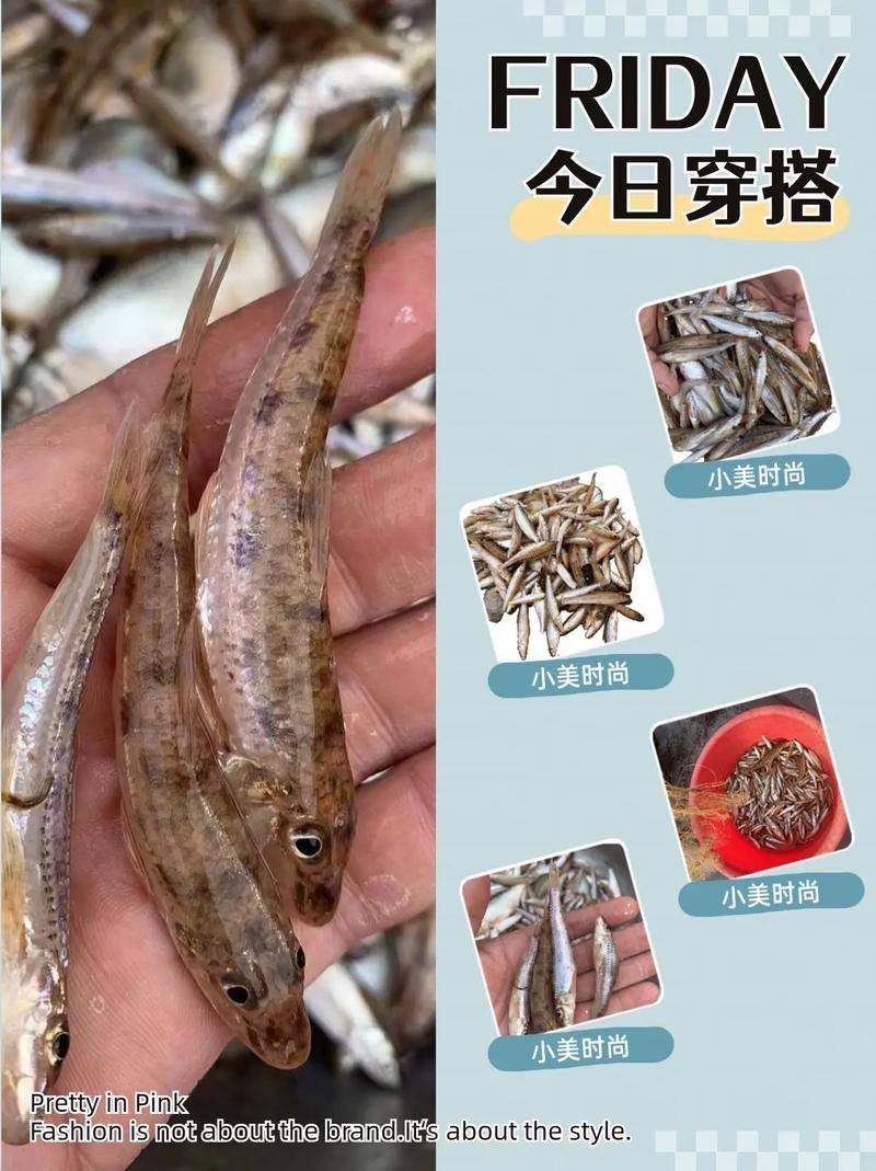 河里小魚品種圖片大全，超全圖鑒河里常見小魚