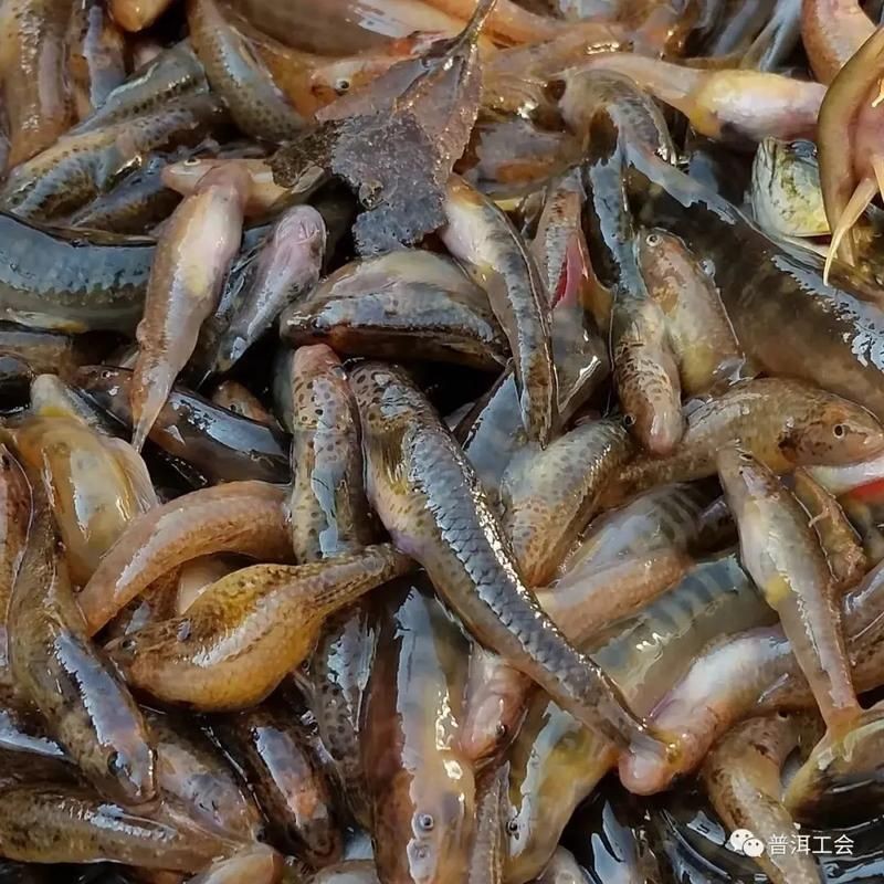 河里小魚品種圖片大全，超全圖鑒河里常見小魚