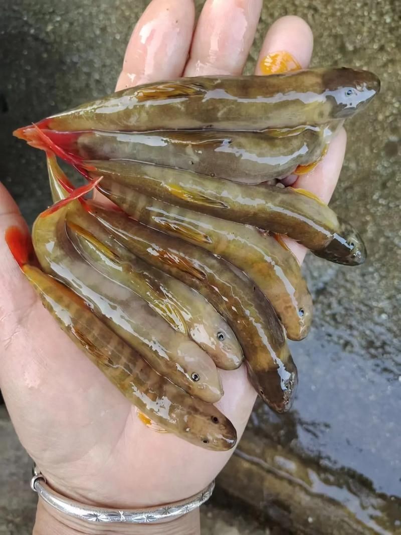 河里小魚品種圖片大全，超全圖鑒河里常見小魚