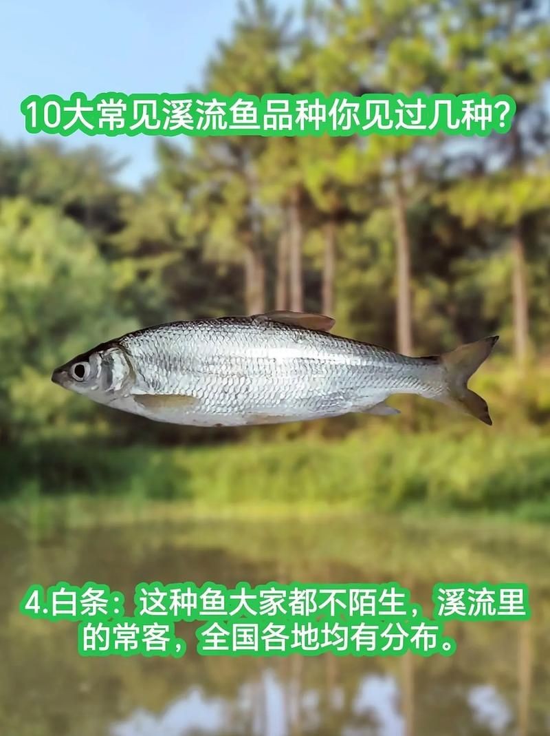 河里小魚品種圖片大全，超全圖鑒河里常見小魚