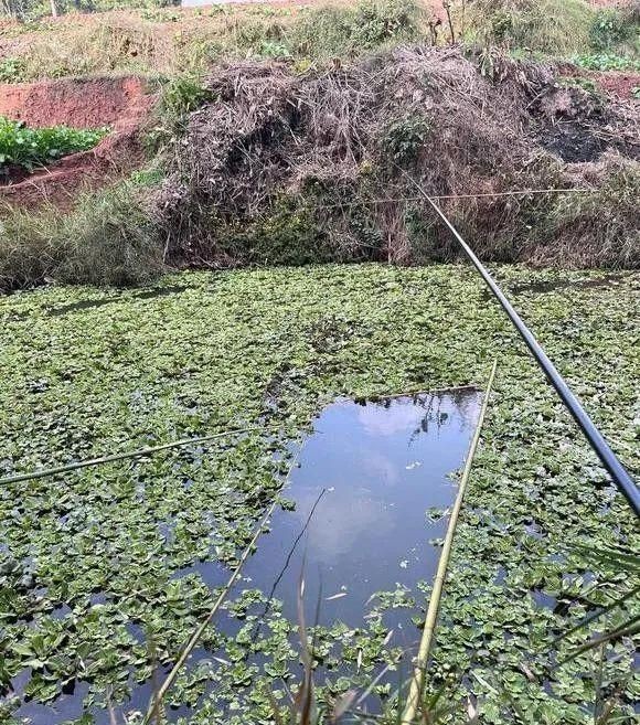 和趴地虎長得很像的魚，揭秘形似趴地虎的神秘