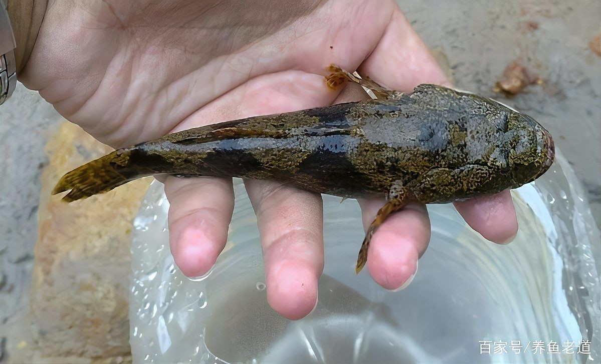 和趴地虎長得很像的魚，揭秘形似趴地虎的神秘