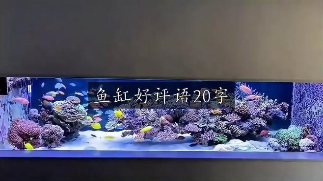 吉祥九鼎魚缸怎么樣，吉祥九鼎魚缸深度測評，品質性能與用戶口碑全