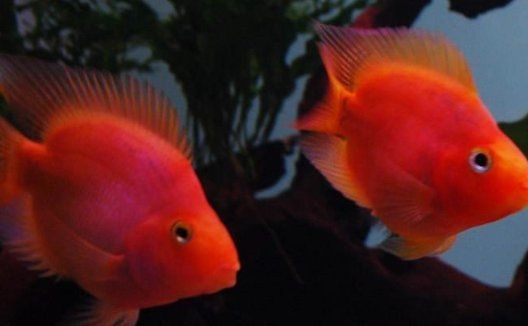 紅色的魚有哪幾種圖片，盤點全球驚艷紅色觀賞魚品種及