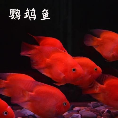 紅色的魚有哪幾種圖片，盤點全球驚艷紅色觀賞魚品種及