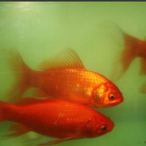 紅色的魚有哪幾種圖片，盤點全球驚艷紅色觀賞魚品種及