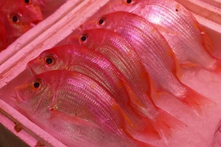 紅色的魚有哪幾種圖片，盤點全球驚艷紅色觀賞魚品種及