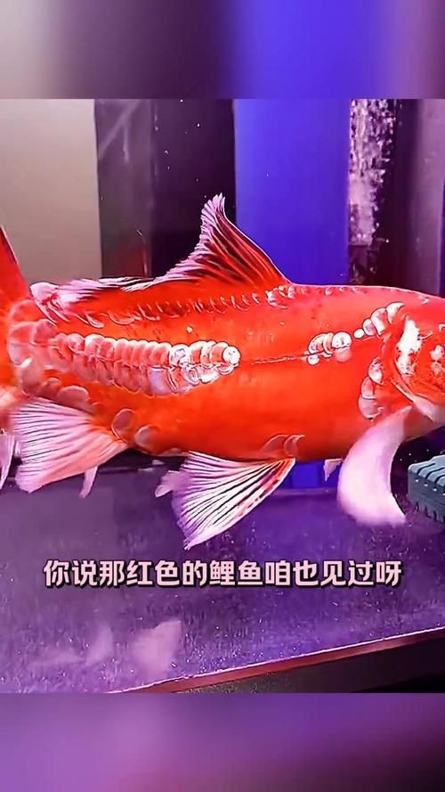 紅色的魚有哪幾種圖片，盤點全球驚艷紅色觀賞魚品種及