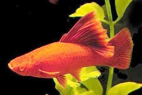 紅色的魚有哪幾種圖片，盤點全球驚艷紅色觀賞魚品種及