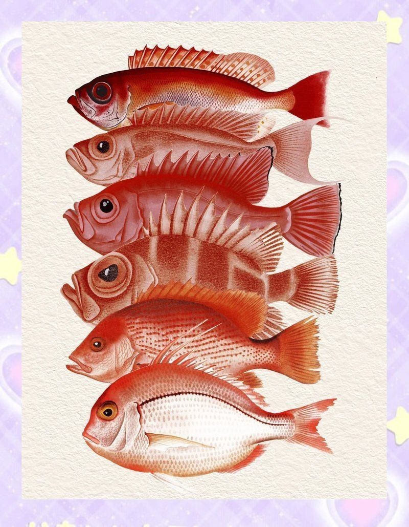 紅色的魚有哪幾種圖片，盤點全球驚艷紅色觀賞魚品種及