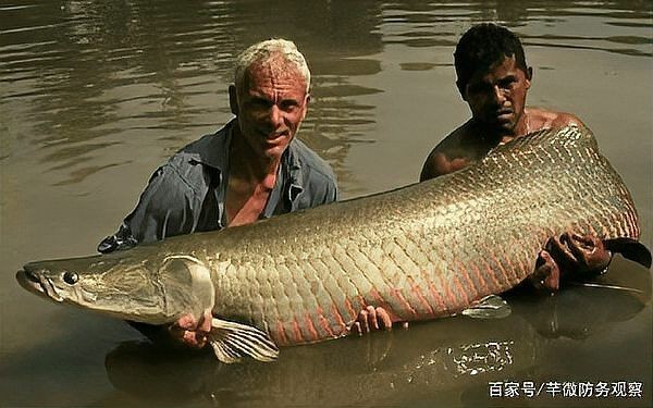 巨骨舌魚的毒性有多強，揭秘巨骨舌魚，其