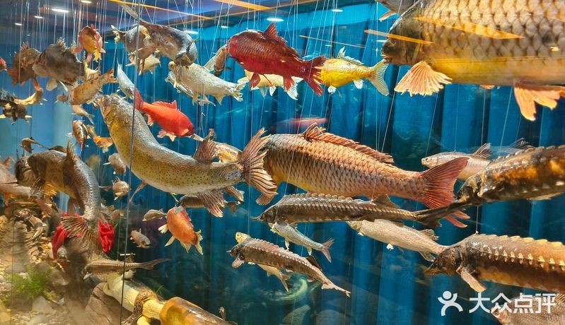哈爾濱龍魚店，哈爾濱必逛專業龍魚水族館·精品觀賞魚實體店推薦