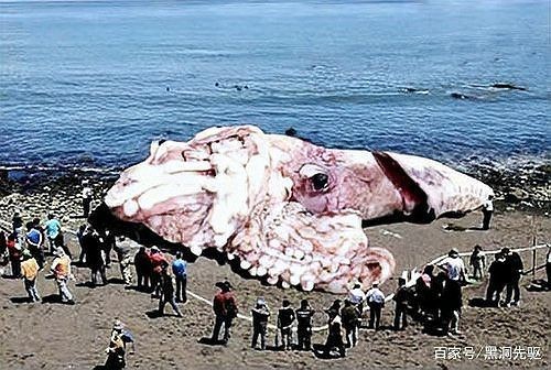 巨槍烏賊vs大王烏賊，震撼對決巨槍烏賊與大王烏賊的深海巔峰
