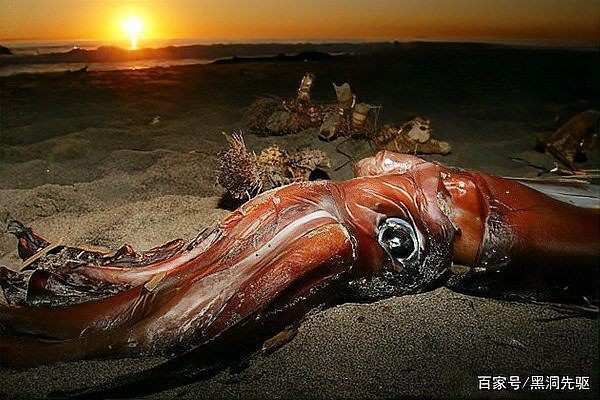 巨槍烏賊vs大王烏賊，震撼對決巨槍烏賊與大王烏賊的深海巔峰