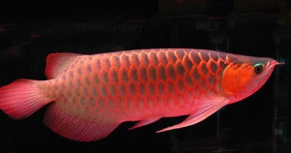 紅龍魚最貴三樣東西，揭秘紅龍魚圈天價三寶，最燒錢的三大頂級配置