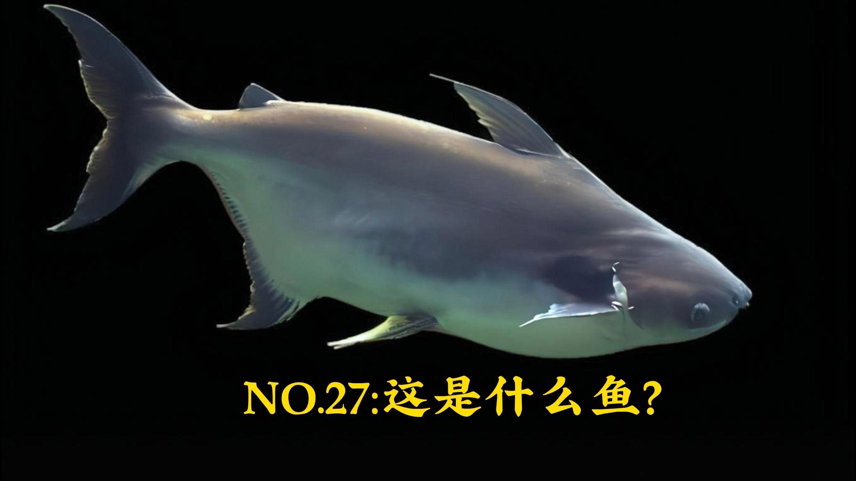 詳細閱讀:汗鯊貴還是勞倫迪鯊貴,汗鯊VS勞倫迪鯊,究竟誰更 汗鯊貴還是勞倫迪鯊貴,汗鯊VS勞倫迪鯊,究竟誰更