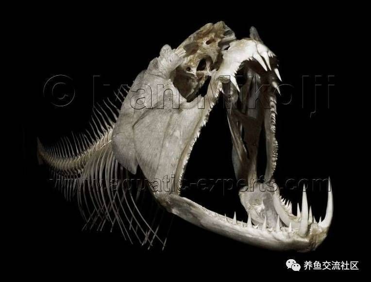 巨暴牙魚能長多大，深度解析，巨暴牙魚最大體型可達多少