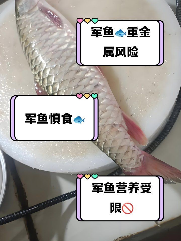 軍魚為什么不建議吃，警惕！專家解析軍魚不宜食用的健康隱患