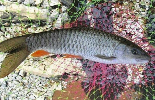 軍魚為什么不建議吃，警惕！專家解析軍魚不宜食用的健康隱患