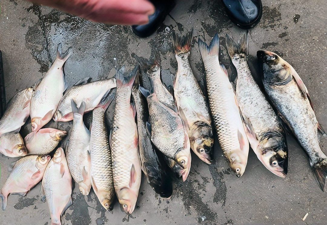 海刀魚(yú)為何不建議吃，?? 專(zhuān)家警示，海刀魚(yú)存在健康風(fēng)險(xiǎn)，這幾點(diǎn)原因勸你慎食！