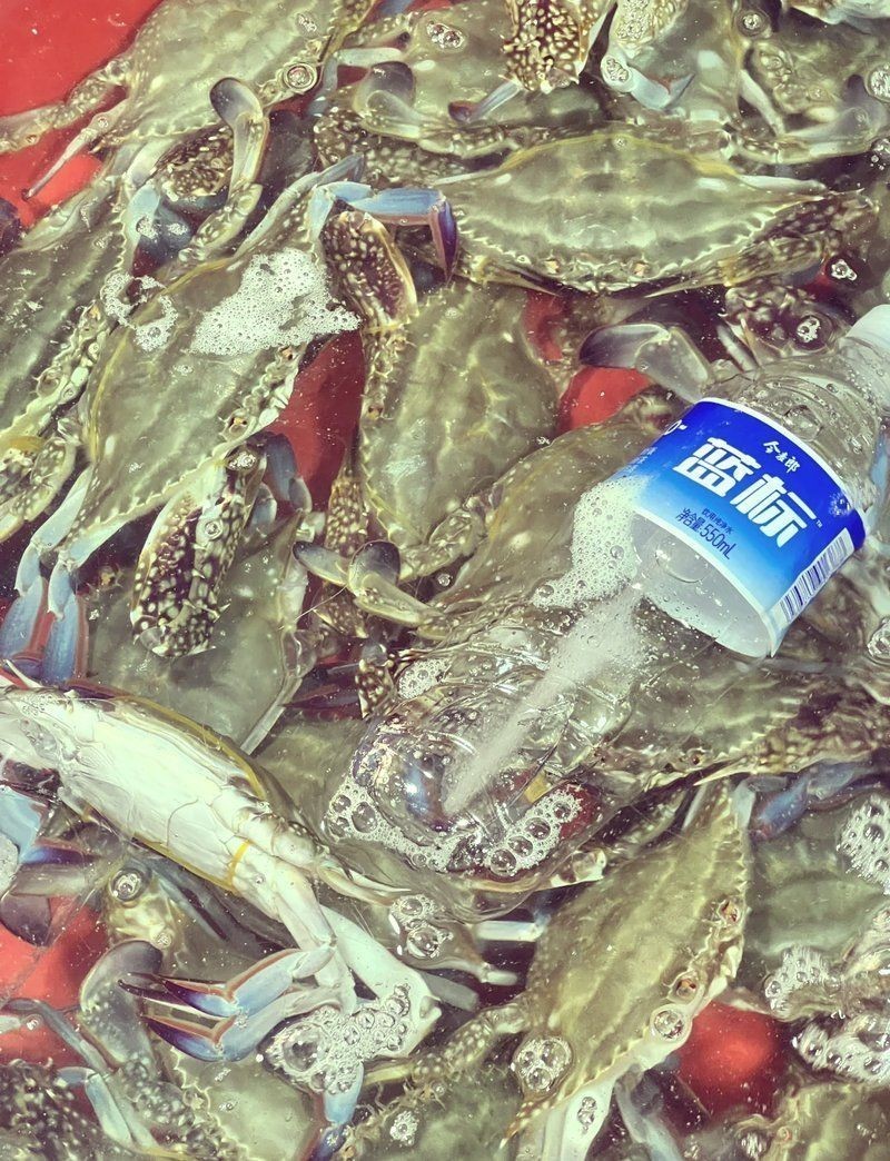 南通水族批發市場，探秘南通超全水族批發市場，一站式購齊各類觀賞