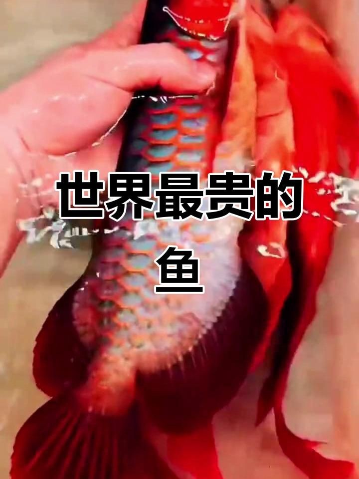 紅龍魚發(fā)色最貴三個(gè)品種，揭秘紅龍魚界天價(jià)三杰，全球最貴發(fā)色