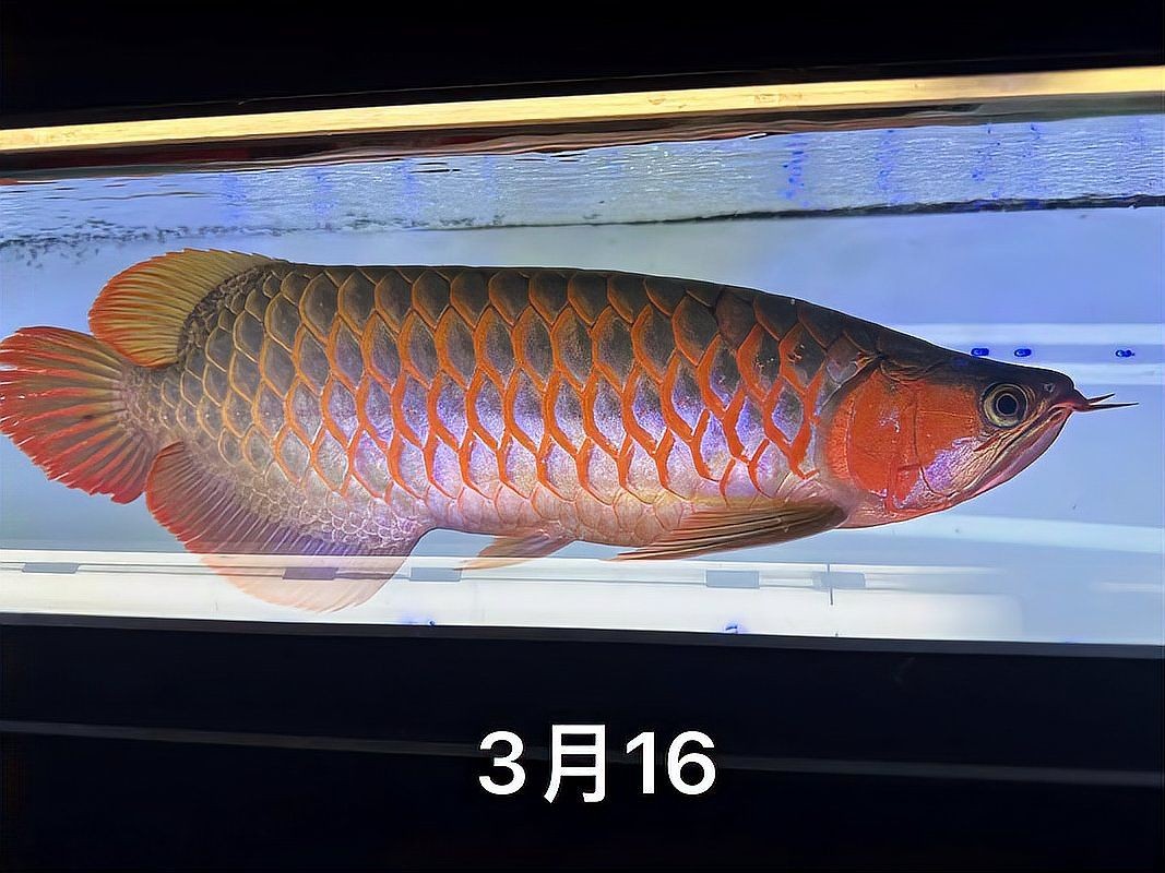 養三條龍魚的寓意，揭秘，養三條龍魚背后的