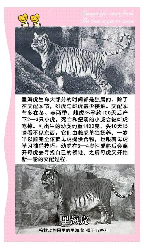 海老虎圖片，高清海老虎圖片，震撼視覺的海洋霸主瞬間