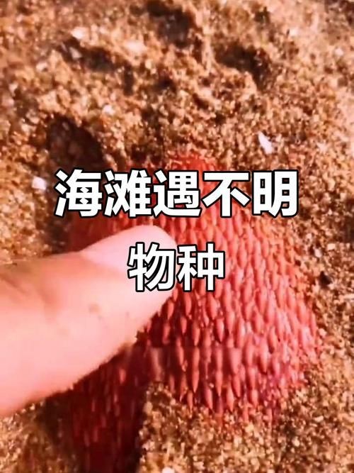 海老虎圖片，高清海老虎圖片，震撼視覺的海洋霸主瞬間