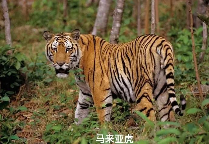 海老虎圖片，高清海老虎圖片，震撼視覺的海洋霸主瞬間