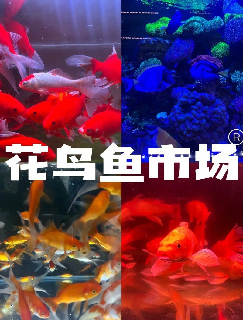 四平水族批發市場，四平專業水族批發市場——品類齊全的水族用品集