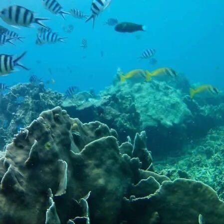 臺灣水族館，探秘臺灣水族館，解鎖奇幻