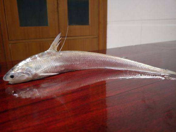 河里的刀魚又叫什么魚，探秘水鄉(xiāng)珍饈，詳解河中刀魚的