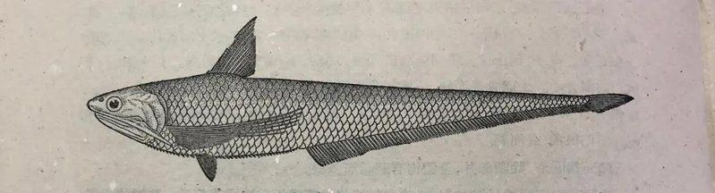 河里的刀魚又叫什么魚，探秘水鄉(xiāng)珍饈，詳解河中刀魚的